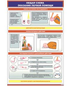 Плакат: Общая схема оказания первой помощи (600 х 900 мм, ламинированный, с пластиковым профилем и стальным крючком)