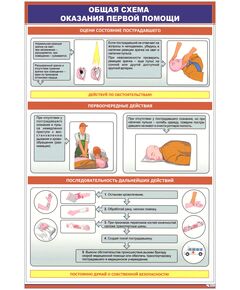 Плакат: Общая схема оказания первой помощи (600 х 900 мм, ламинированный, с пластиковым профилем и стальным крючком) - Охрана труда, Безопасность работ, Плакаты (различные типоразмеры) -  1